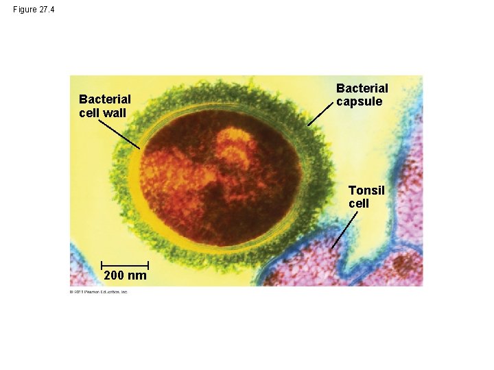 Figure 27. 4 Bacterial cell wall Bacterial capsule Tonsil cell 200 nm 