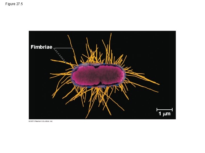 Figure 27. 5 Fimbriae 1 m 