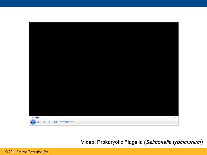 Video: Prokaryotic Flagella (Salmonella typhimurium) © 2011 Pearson Education, Inc. 