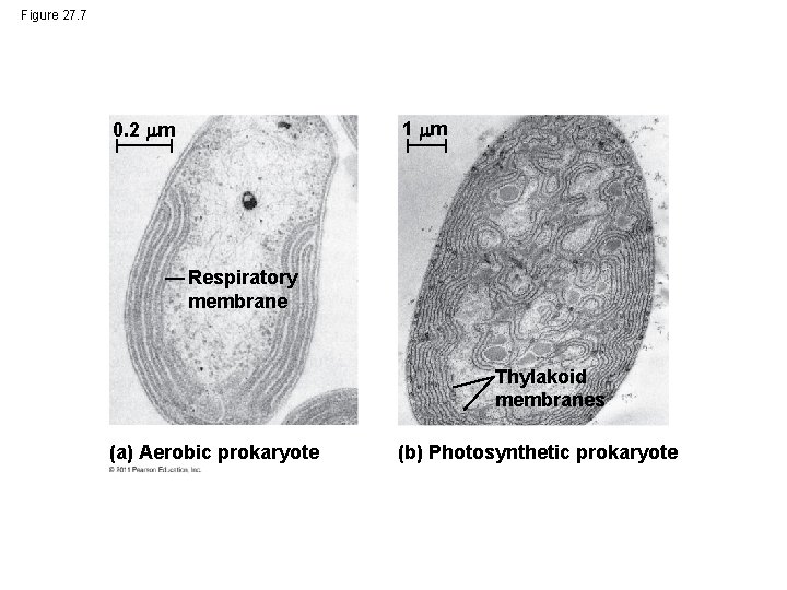 Figure 27. 7 1 m 0. 2 m Respiratory membrane Thylakoid membranes (a) Aerobic