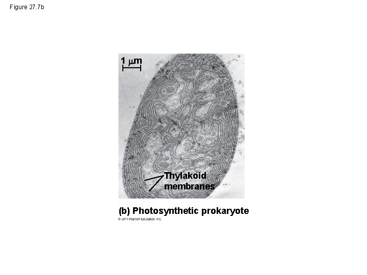 Figure 27. 7 b 1 m Thylakoid membranes (b) Photosynthetic prokaryote 