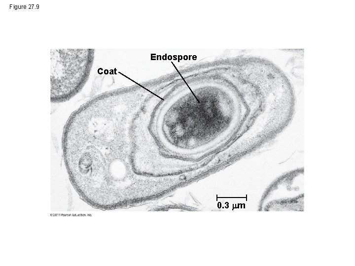 Figure 27. 9 Endospore Coat 0. 3 m 