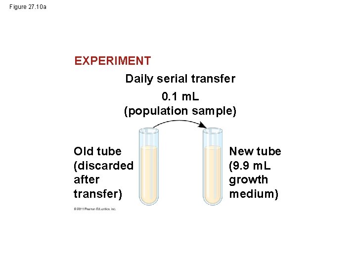 Figure 27. 10 a EXPERIMENT Daily serial transfer 0. 1 m. L (population sample)