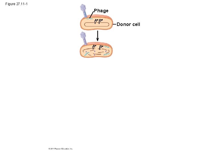 Figure 27. 11 -1 Phage A B Donor cell 