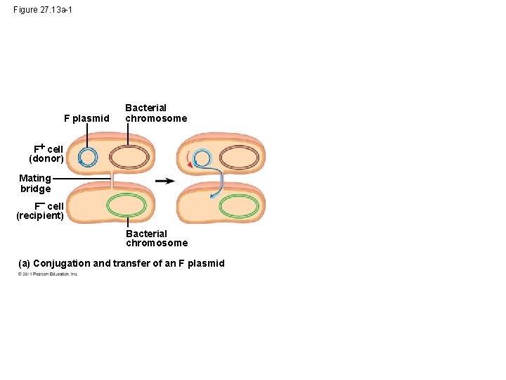 Figure 27. 13 a-1 F plasmid Bacterial chromosome F cell (donor) Mating bridge F