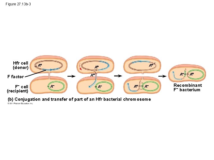 Figure 27. 13 b-3 Hfr cell (donor) A A A F factor F cell