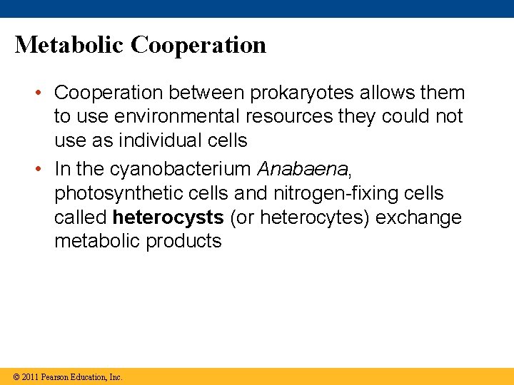 Metabolic Cooperation • Cooperation between prokaryotes allows them to use environmental resources they could