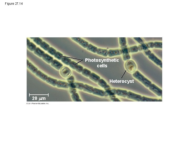 Figure 27. 14 Photosynthetic cells Heterocyst 20 m 