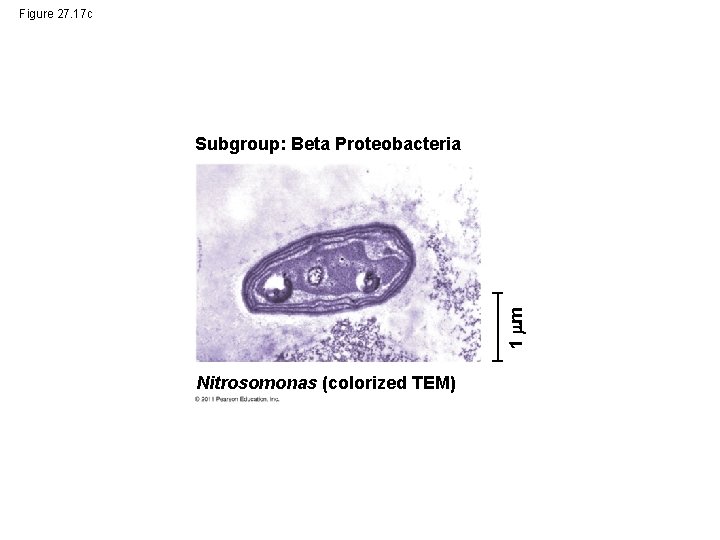 Figure 27. 17 c 1 m Subgroup: Beta Proteobacteria Nitrosomonas (colorized TEM) 