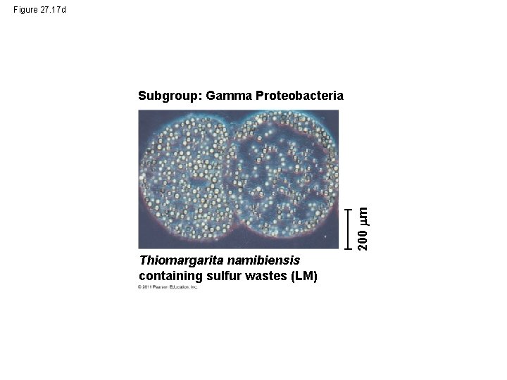 Figure 27. 17 d 200 m Subgroup: Gamma Proteobacteria Thiomargarita namibiensis containing sulfur wastes