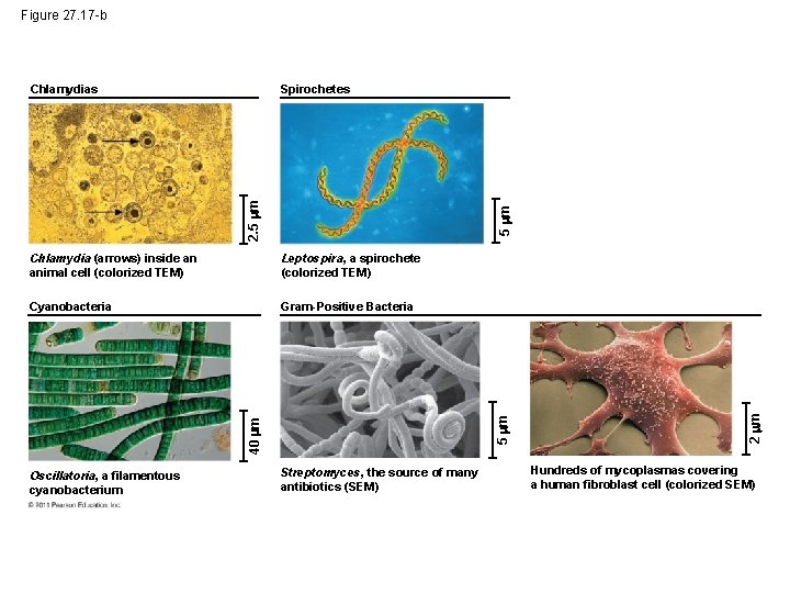 Figure 27. 17 -b Spirochetes Leptospira, a spirochete (colorized TEM) Cyanobacteria Gram-Positive Bacteria 40