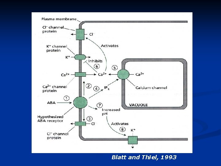 Blatt and Thiel, 1993 
