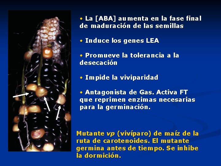  • La [ABA] aumenta en la fase final de maduración de las semillas