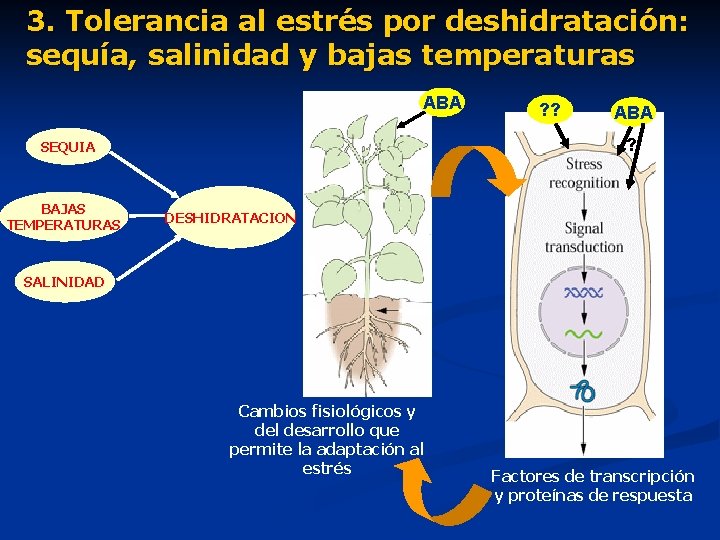 3. Tolerancia al estrés por deshidratación: sequía, salinidad y bajas temperaturas ABA ? SEQUIA