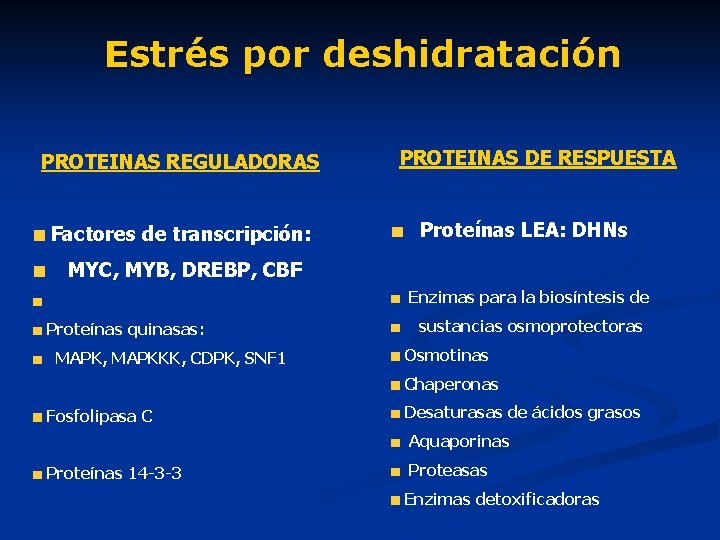 Estrés por deshidratación PROTEINAS REGULADORAS Factores de transcripción: PROTEINAS DE RESPUESTA Proteínas LEA: DHNs