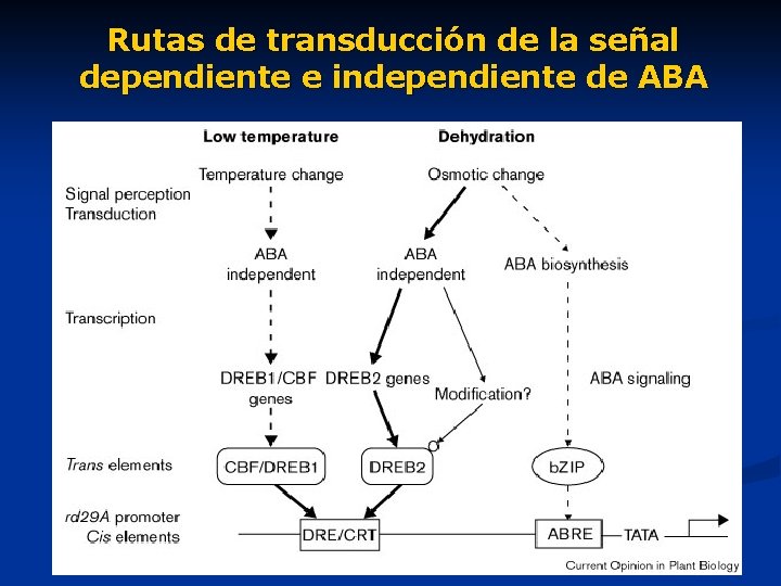 Rutas de transducción de la señal dependiente e independiente de ABA 