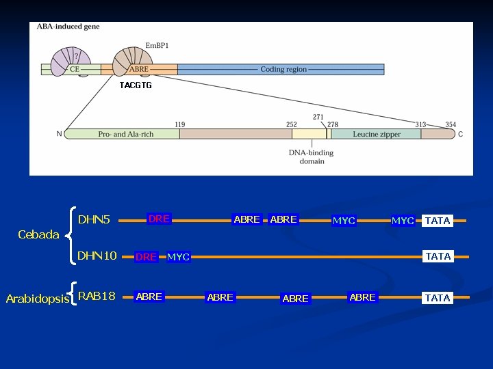 TACGTG DHN 5 DRE ABRE MYC TATA Cebada DHN 10 Arabidopsis RAB 18 DRE