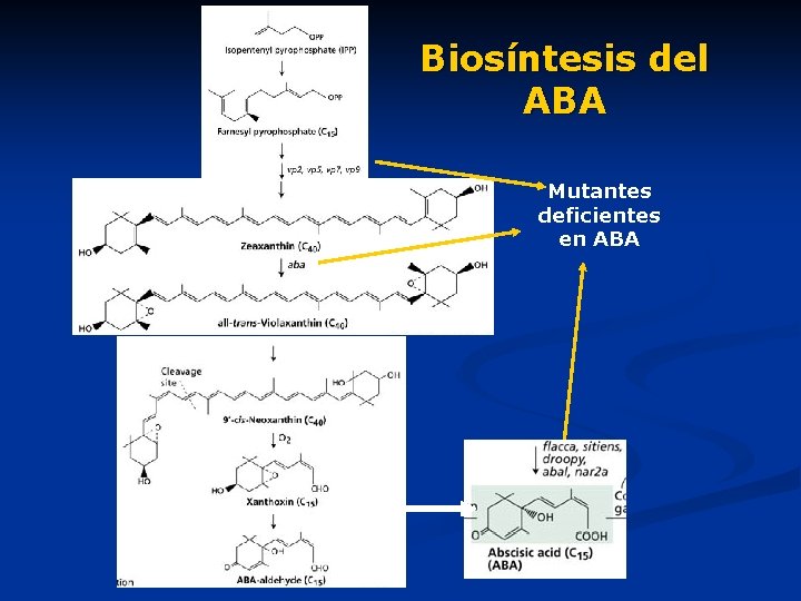 Biosíntesis del ABA Mutantes deficientes en ABA 