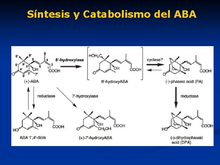 Síntesis y Catabolismo del ABA 