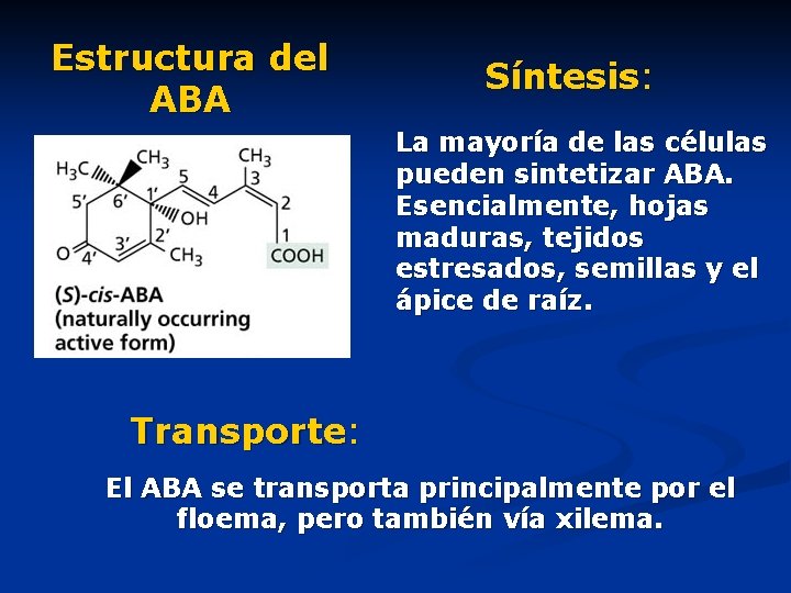 Estructura del ABA Síntesis: La mayoría de las células pueden sintetizar ABA. Esencialmente, hojas
