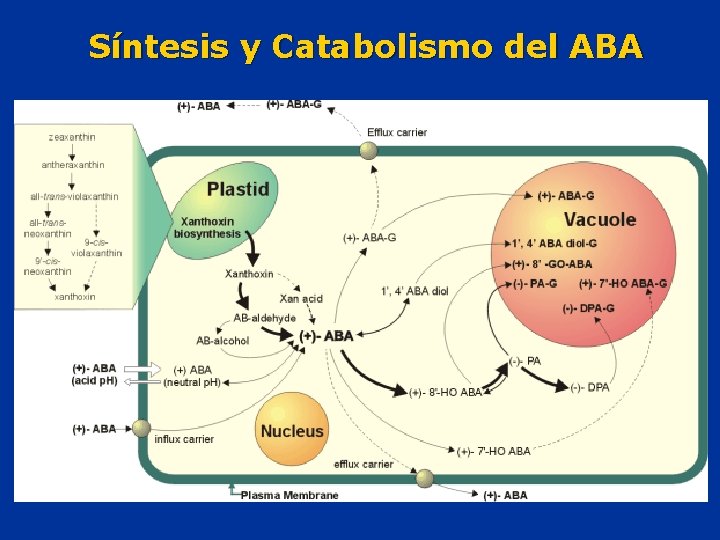 Síntesis y Catabolismo del ABA 