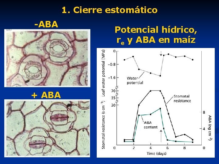 1. Cierre estomático -ABA + ABA Potencial hídrico, re y ABA en maíz 