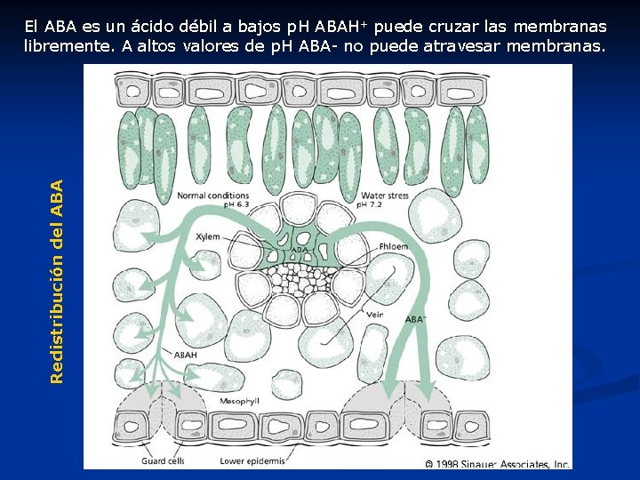 Redistribución del ABA El ABA es un ácido débil a bajos p. H ABAH+