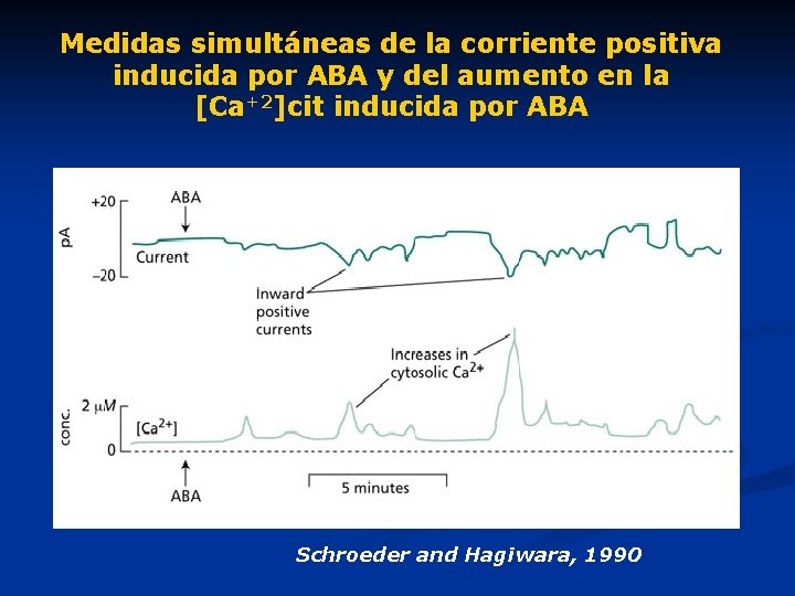 Medidas simultáneas de la corriente positiva inducida por ABA y del aumento en la