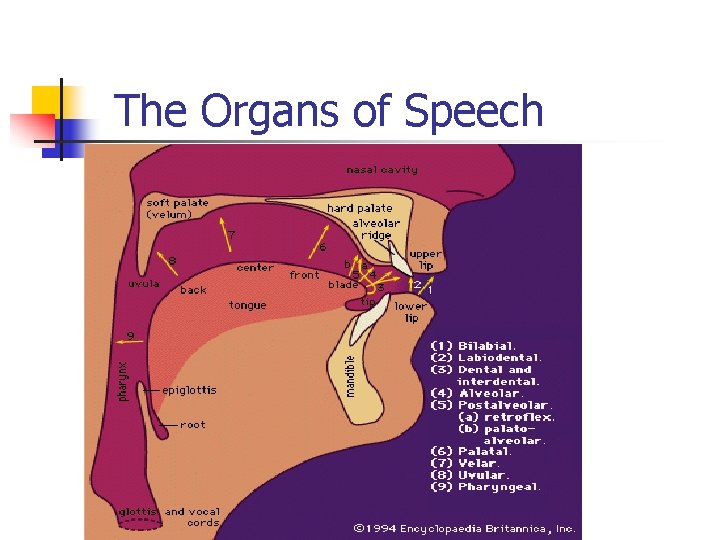 The Organs of Speech  The Organs of Speech