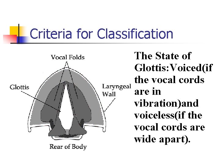 Criteria for Classification n The State of Glottis: Voiced(if the vocal cords are in