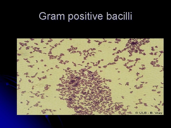 Gram positive bacilli 