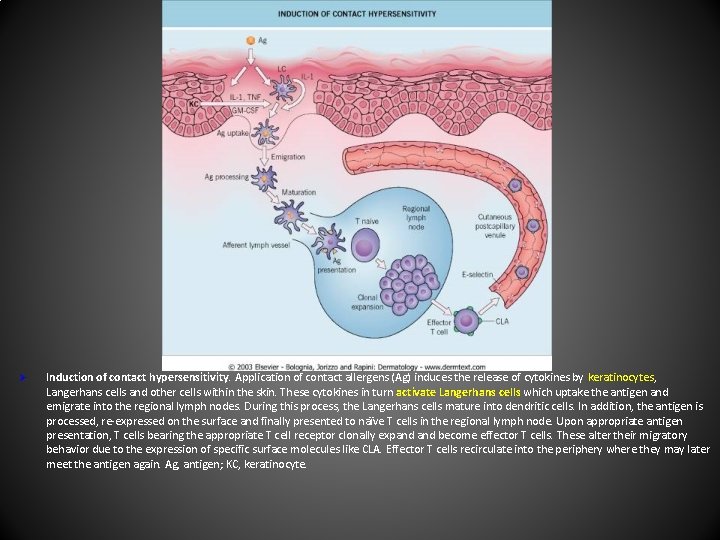 Ø Induction of contact hypersensitivity. Application of contact allergens (Ag) induces the release of