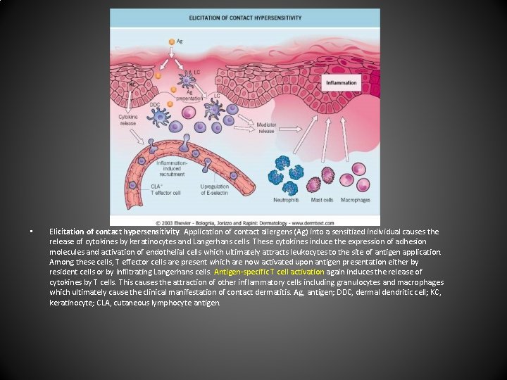 • Elicitation of contact hypersensitivity. Application of contact allergens (Ag) into a sensitized