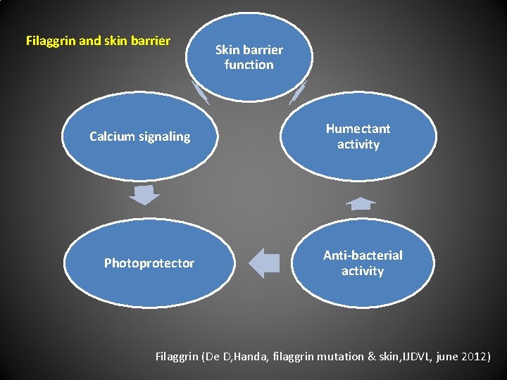 Filaggrin and skin barrier Calcium signaling Photoprotector Skin barrier function Humectant activity Anti-bacterial activity