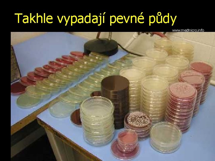 Takhle vypadají pevné půdy www. medmicro. info 