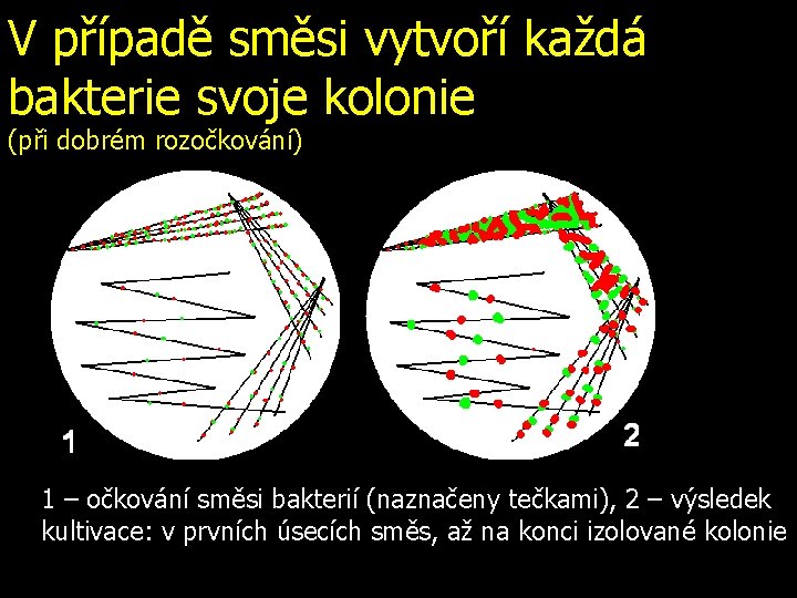 V případě směsi vytvoří každá bakterie svoje kolonie (při dobrém rozočkování) 1 – očkování