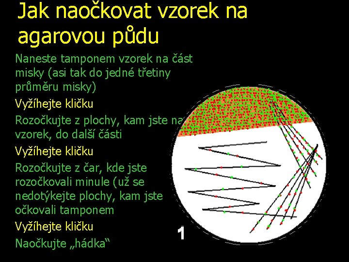 Jak naočkovat vzorek na agarovou půdu Naneste tamponem vzorek na část misky (asi tak