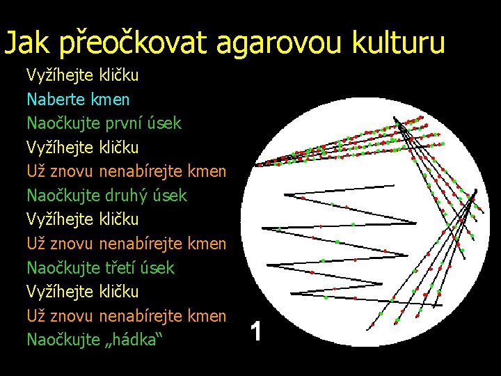 Jak přeočkovat agarovou kulturu Vyžíhejte kličku Naberte kmen Naočkujte první úsek Vyžíhejte kličku Už