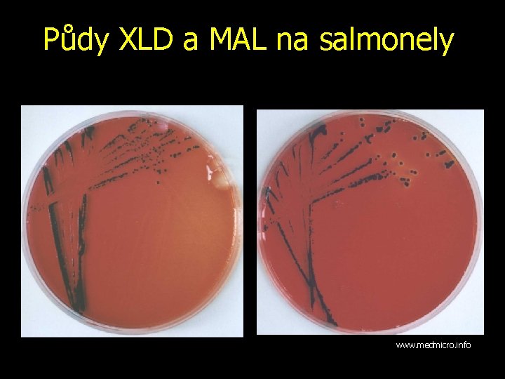 Půdy XLD a MAL na salmonely www. medmicro. info 