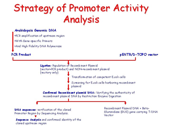 Strategy of Promoter Activity Analysis Arabidopsis Genomic DNA • PCR amplification of upstream region
