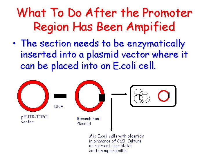 What To Do After the Promoter Region Has Been Ampified • The section needs