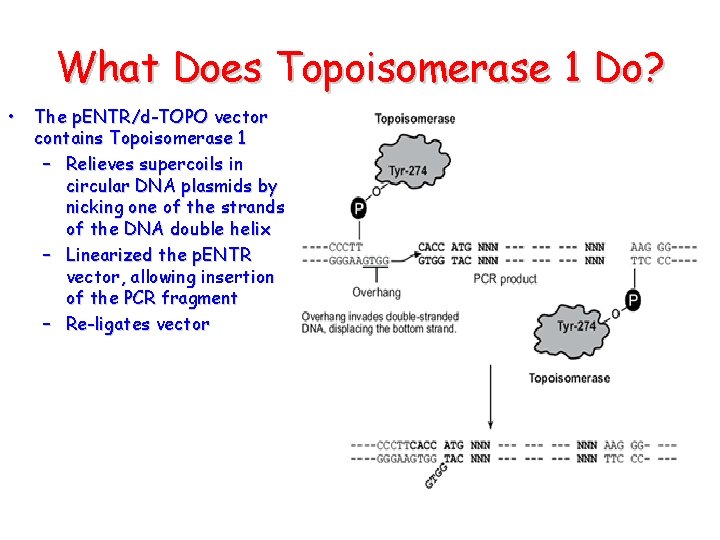 What Does Topoisomerase 1 Do? • The p. ENTR/d-TOPO vector contains Topoisomerase 1 –