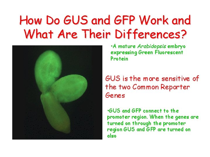 How Do GUS and GFP Work and What Are Their Differences? • A mature
