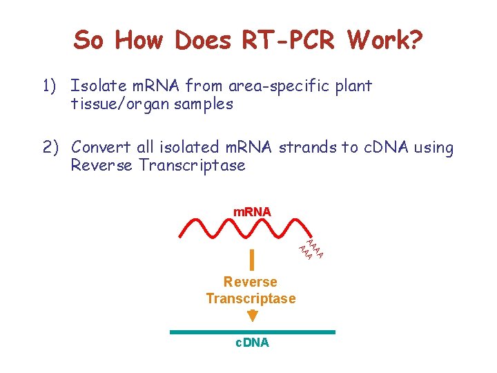 So How Does RT-PCR Work? 1) Isolate m. RNA from area-specific plant tissue/organ samples