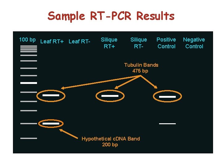 Sample RT-PCR Results 100 bp Leaf RT+ Leaf RT- Silique RT+ Silique RT- Positive