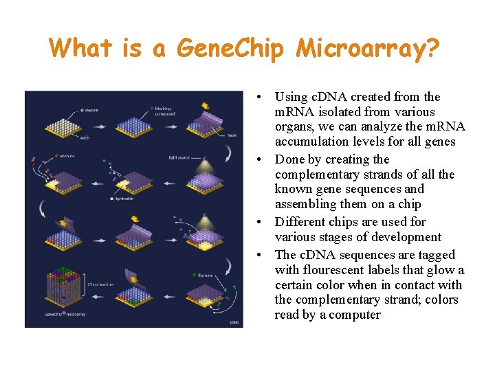 What is a Gene. Chip Microarray? • Using c. DNA created from the m.