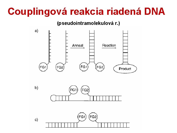 Couplingová reakcia riadená DNA (pseudointramolekulová r. ) 