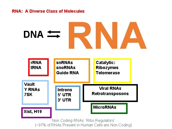RNA: A Diverse Class of Molecules DNA r. RNA t. RNA Vault Y RNAs