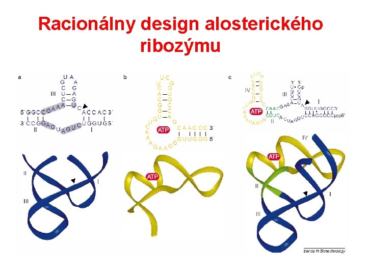 Racionálny design alosterického ribozýmu 