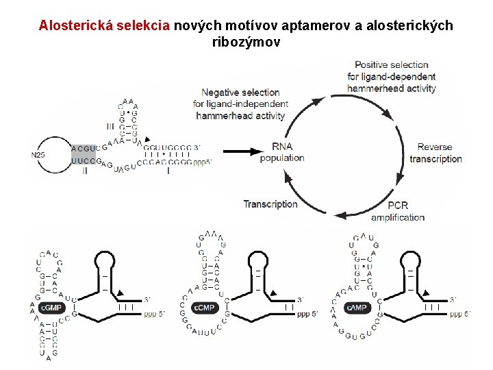 Alosterická selekcia nových motívov aptamerov a alosterických ribozýmov 